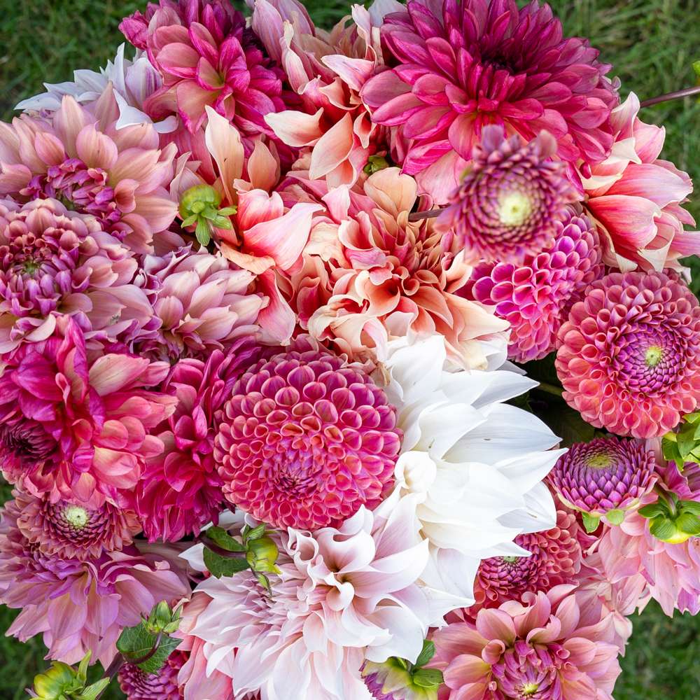 Dahliamix 'Dusty Rose'